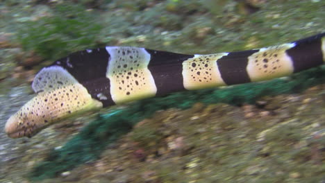 clamydatus moray eel crawling over sandy bottom in indo-pacific