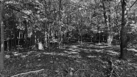 black and white look at a patch of woods while pulling backwards