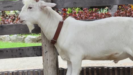 White Goat in a Farm Enclosure