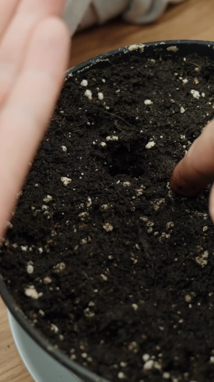 A vertical shot showing hands holding seeds and gently spreading them in a pot filled with earth, starting the planting process.
