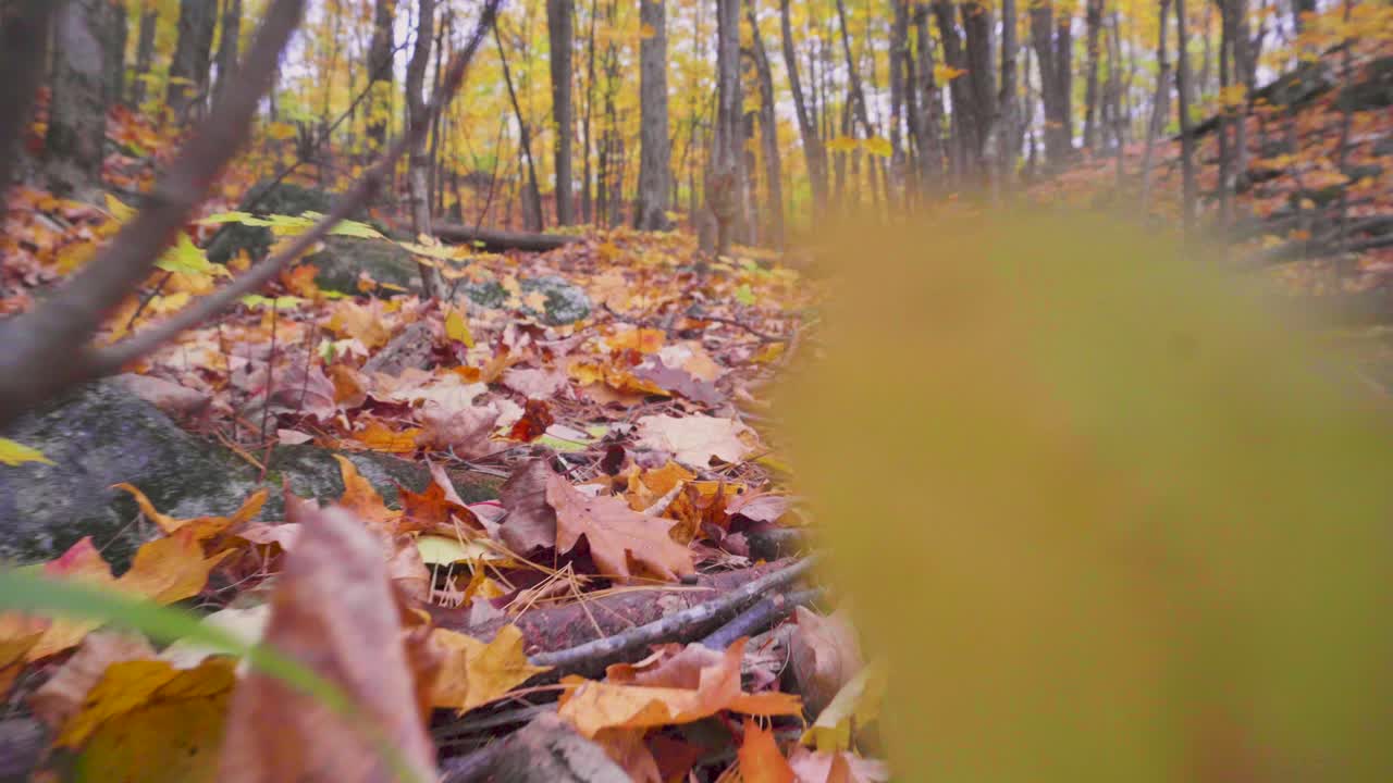 disparo lento y bajo al suelo que atraviesa hojas y plantas en el suelo del bosque en un sendero de color otoñal