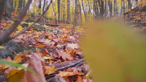 Disparo-Lento-Y-Bajo-Al-Suelo-Que-Atraviesa-Hojas-Y-Plantas-En-El-Suelo-Del-Bosque-En-Un-Sendero-De-Color-Otoñal