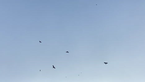 águilas-Volando-En-El-Cielo-Azul,-Cámara-Lenta-Mirando-Hacia-Arriba-Tiro-De-ángulo-Bajo