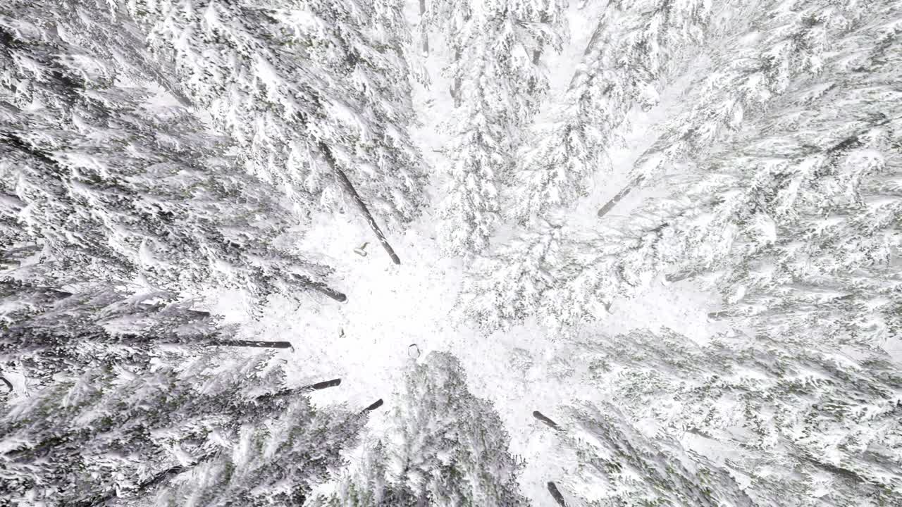 vuelo sobre el bosque de invierno