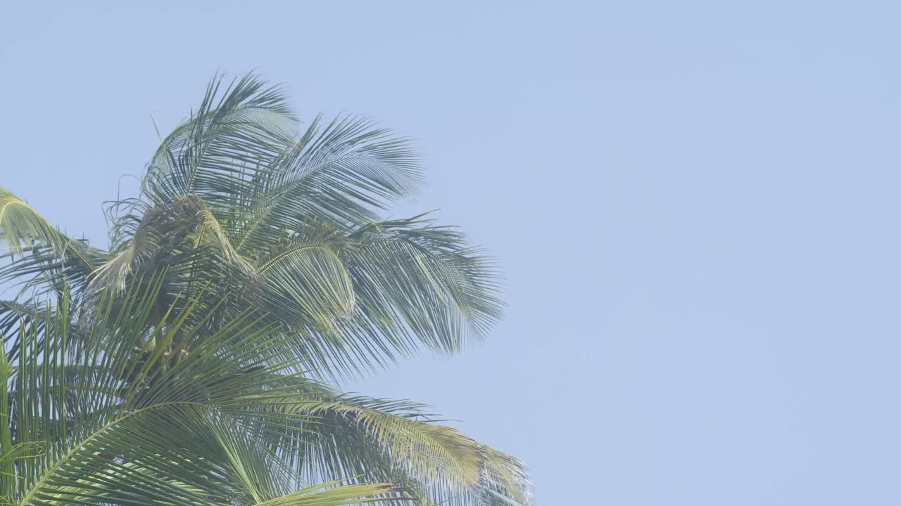 Coconut palm leaves moving in the wind with blue skies