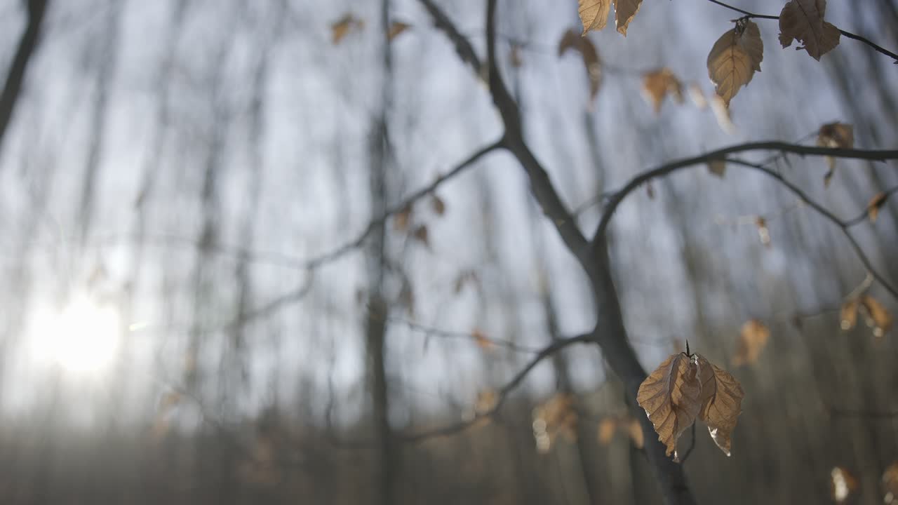 hojas amarillas solitarias de otoño se balancean en una rama de árbol durante el final del otoño
