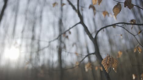 Lonely-yellow-autumn-leaves-sways-on-a-tree-branch-during-the-late-autumn