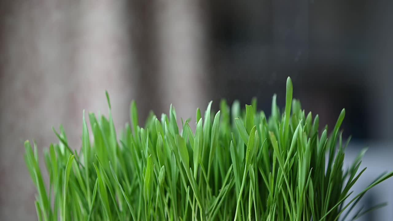 primer plano de hierba fresca para gatos que se rocía con agua en casa