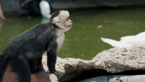 sad looking capuchin monkey sitting on a rock next to a pond looking at its side and walking away