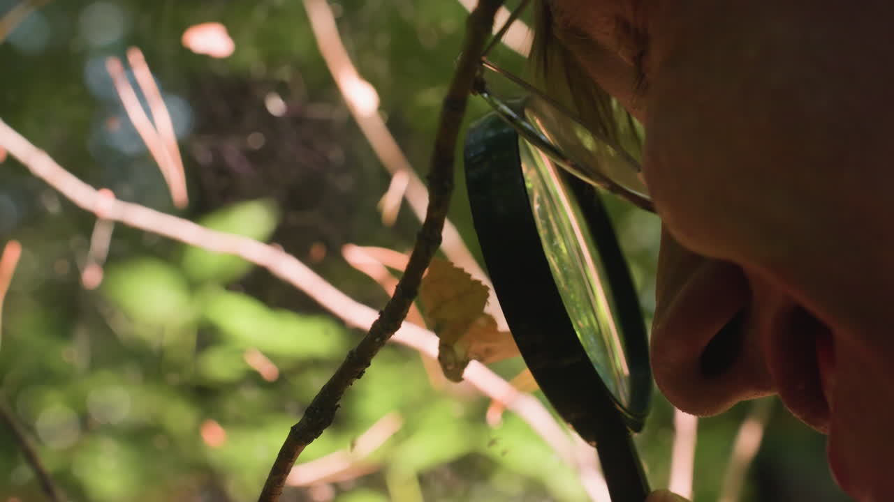 Hand holding microscope to observe spider webs with dry leaves entangled on thin threads in natural forest environment, highlighting fragile cobweb structure under bright daylight for ecological