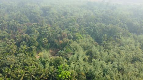 Area-view-shot-of-jungle-or-forest