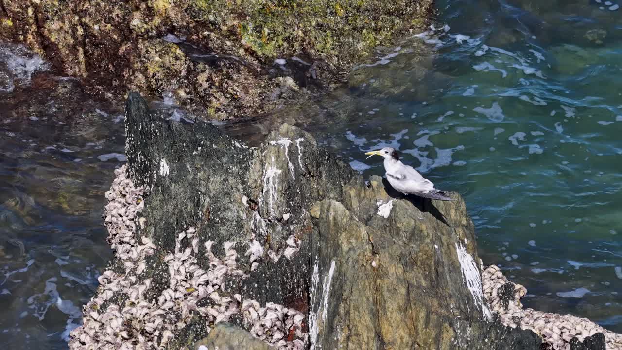 A greater crested tern rests on a rocky shore by the Coral Sea, captured in bright daylight with gentle waves