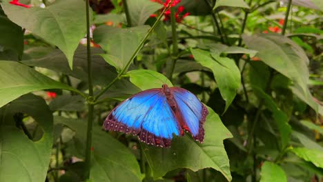 a big blue butterfly is on a leaf