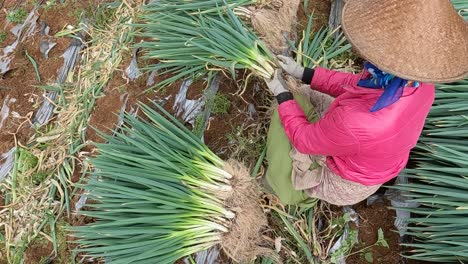 Indonesia-farmer-with-traditional-hat-ties-up-harvested-bells,-top-down-view