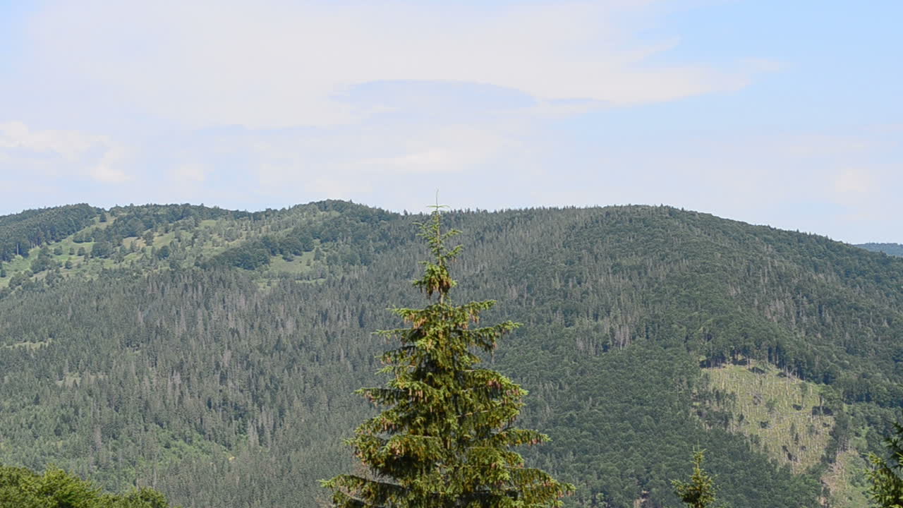 Mountains, pines and sky. Mountains in the summer