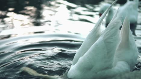 hermoso pato cisne blanco buscando comida en un lago tranquilo durante la puesta de sol