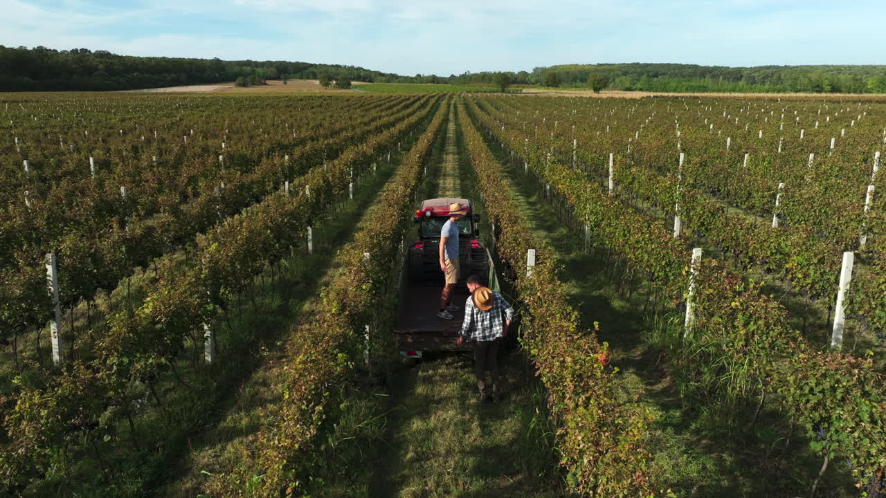 La raccolta delle uve in una vigna