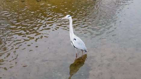 Garza-Parada-En-Agua-De-Estanque-Poco-Profunda-Y-Vuela-Lejos-En-El-Arroyo-Yanjae-De-Seúl