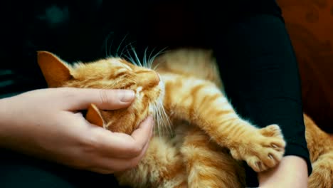 woman stroking a red cat lying on the couch