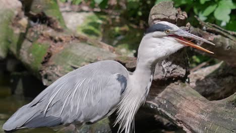 gray heron swallows caught fish, close-up bird of prey, static shot