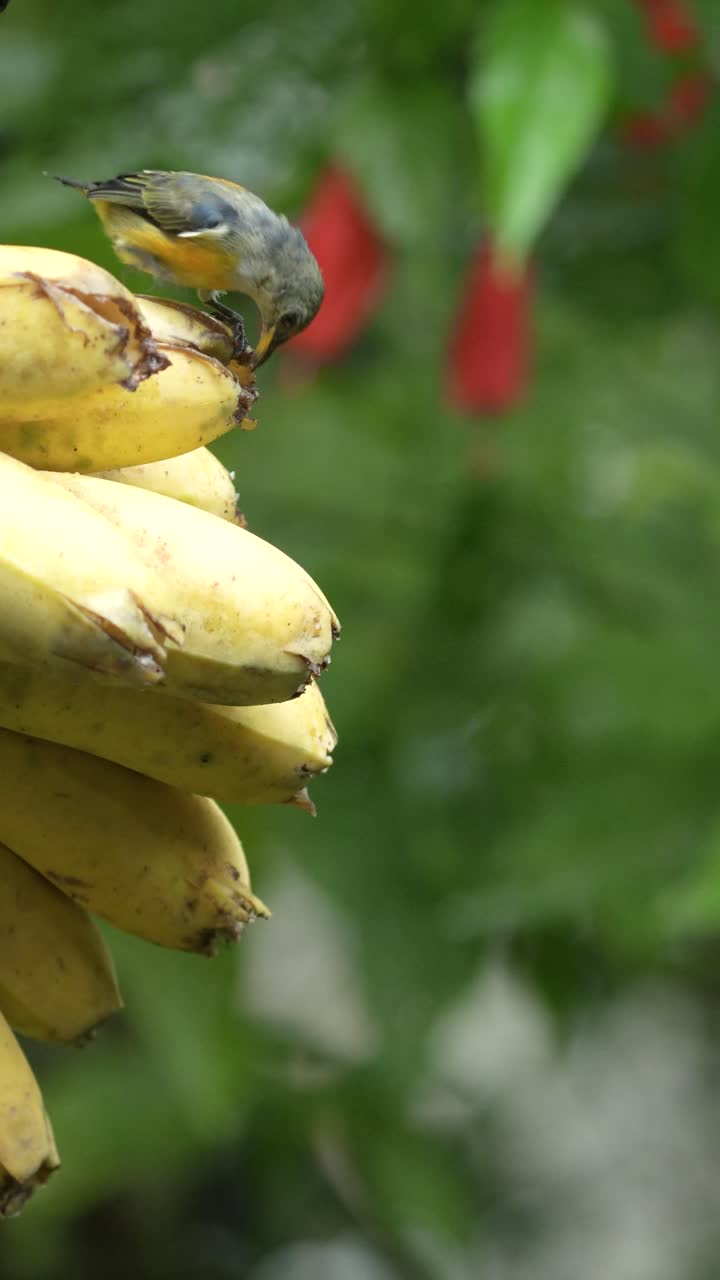 Orange-bellied flowerpecker birds eating bananas in the garden. Portrait orientation video with copy space