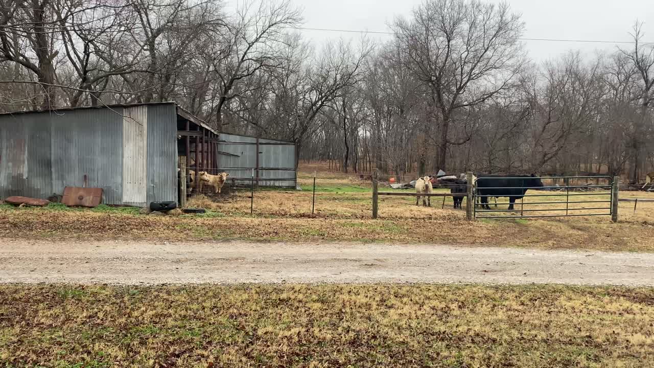 vacas pastando en su alfiler en una granja de nueces