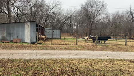 cows grazing in their pin on a pecan farm