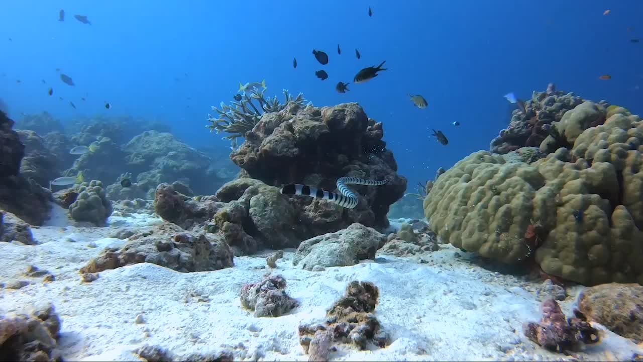 serpiente de mar con bandas nadando a través de la arena hasta un arrecife de coral en agua azul tropical