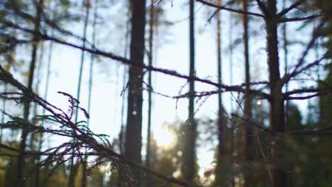 tiro deslizante lento hacia la izquierda y primer plano de la rama de un árbol de coníferas en un bosque en ruovesi, finlandia balanceándose suavemente