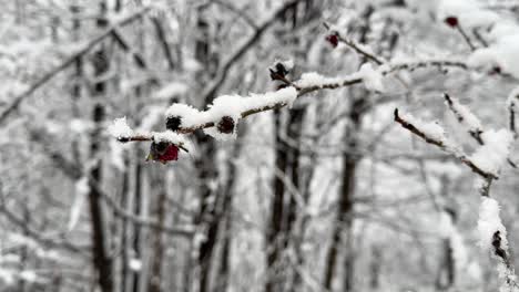 red-blossom-ironwood-tree-parrotia-persica-blooming-in-spring-but-heavy-snow-in-late-winter-covers-tree-branch-in-Hyrcanian-forest-in-Mountain-highland-local-people-life-in-wonderful-scenic-place