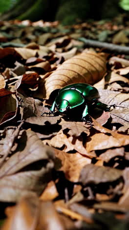 green beetle on forest floor