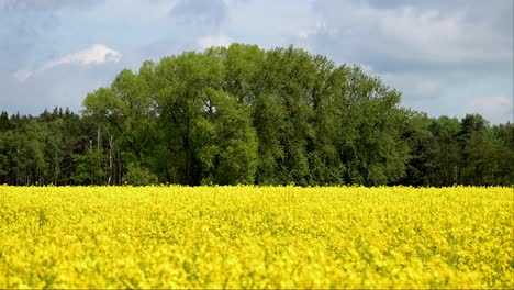 Rapsgelb-Mit-Großem-Grünen-Naturbaum,-Malerische-Naturlandschaft,-Minimalistische-Komposition