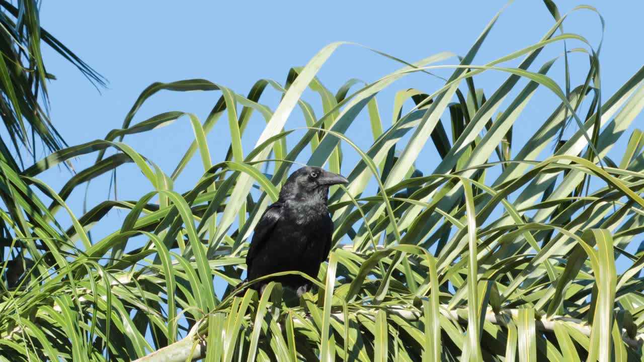 un cuervo se sienta entre la hierba verde alta