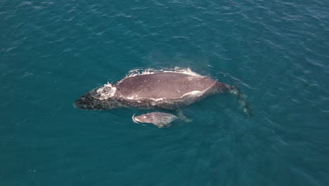 Madre-Y-Cría-De-Ballenas-Jorobadas