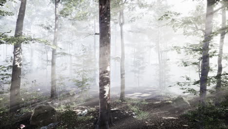 Die-Aufgehende-Sonne-Fällt-An-Einem-Nebligen-Sommermorgen-In-Den-Laubwald