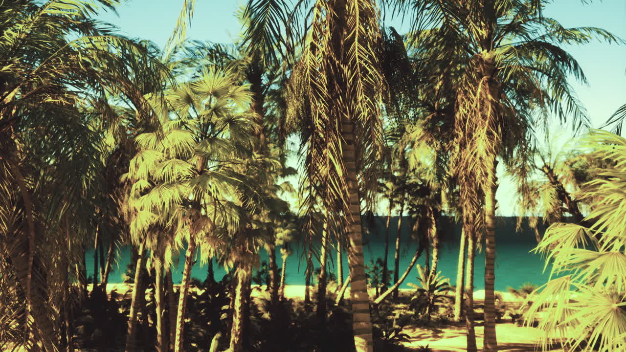Lush tropical palm trees overlooking a serene beach at midday