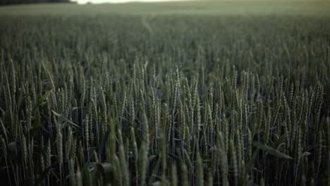 Langsames-Rutschen-Hinter-Grünen-Ohren