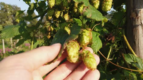 close up of hand showing hops growing on a mature vine