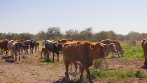 Manada-De-Vacas-Y-Terneros-Caminando-Por-Un-Campo-De-Cultivo-Seco