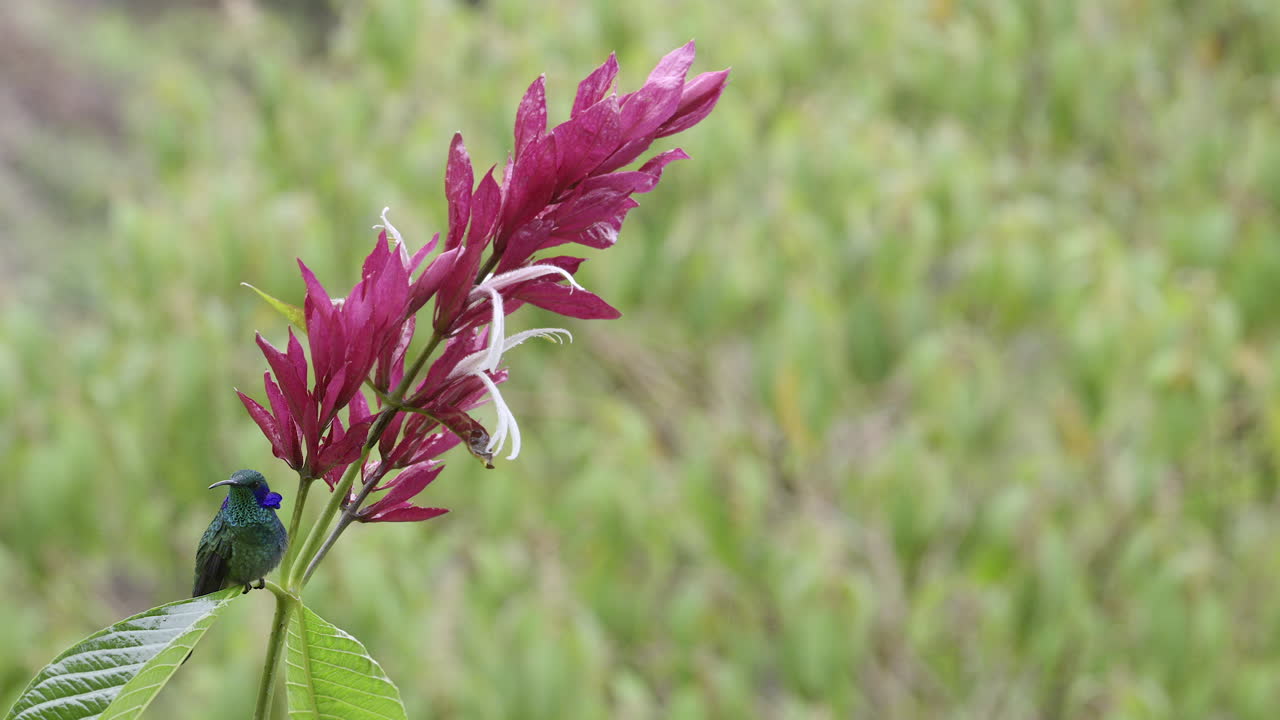 초록색 바이올레타르가 그의 바이올레트 귀를 펴고