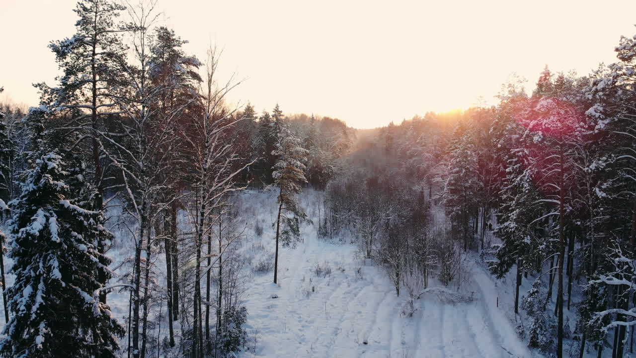 Bil kjører på vei i snødekt skog. Filmopptak. Stråler fra morgensolen. Luftfoto av en snørik skog med høye furutrær og vei med en bil om vinteren. Topputsikt over vintervei.