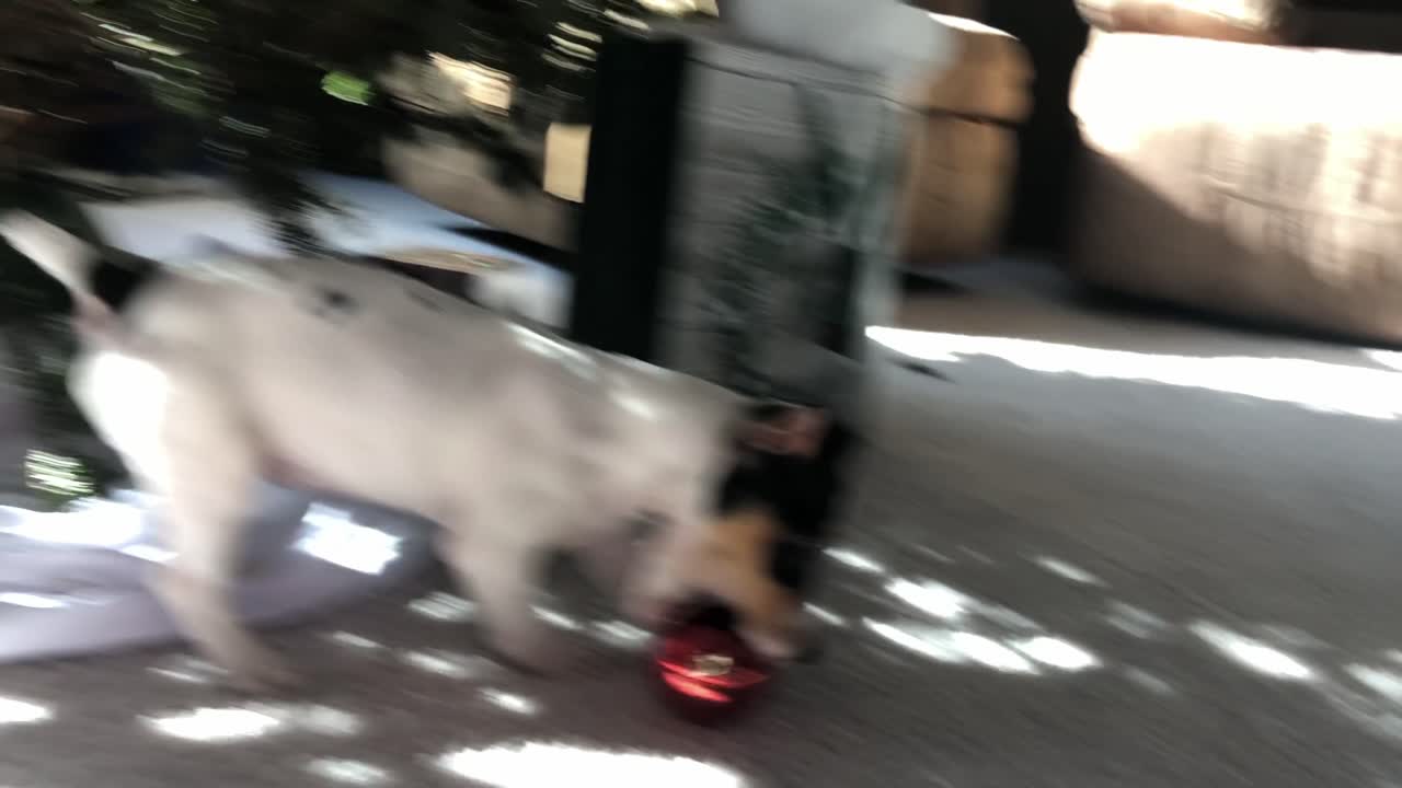 Little do chewing and playing around Christmas tree