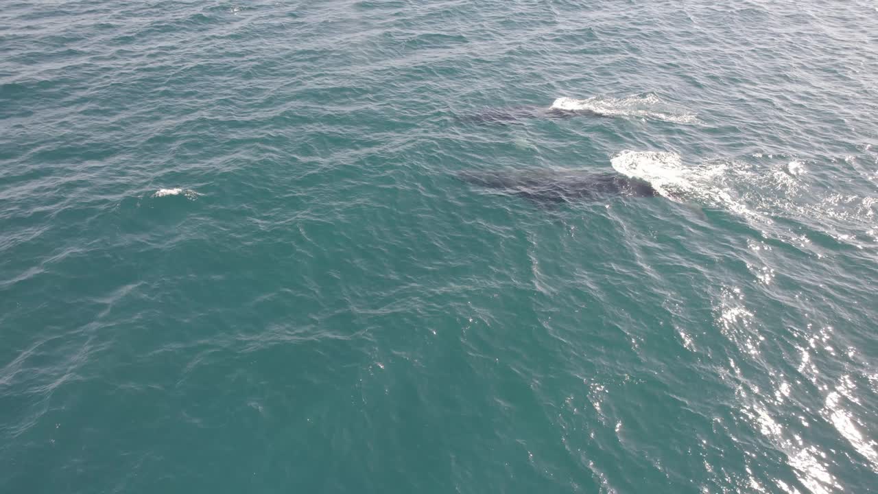 Pair Of Humpback Whales Swimming Together While Spraying Water In Hasting Point, New South Wales, Australia