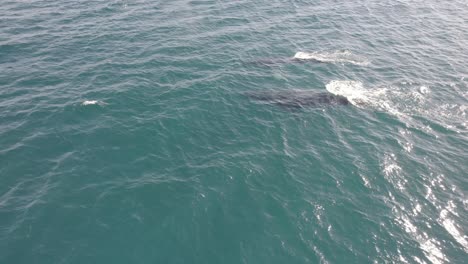 pareja de ballenas jorobadas nadando juntas mientras rocían agua en hasting point, nueva gales del sur, australia