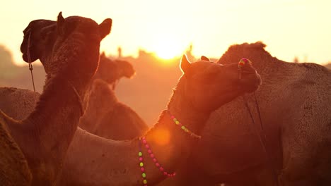 Camels-in-slow-motion-at-the-Pushkar-Fair,-also-called-the-Pushkar-Camel-Fair-or-locally-as-Kartik-Mela-is-an-annual-multi-day-livestock-fair-and-cultural-held-in-the-town-of-Pushkar-Rajasthan,-India.