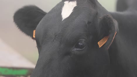 head of a dairy cow with ear tags in livestock farm