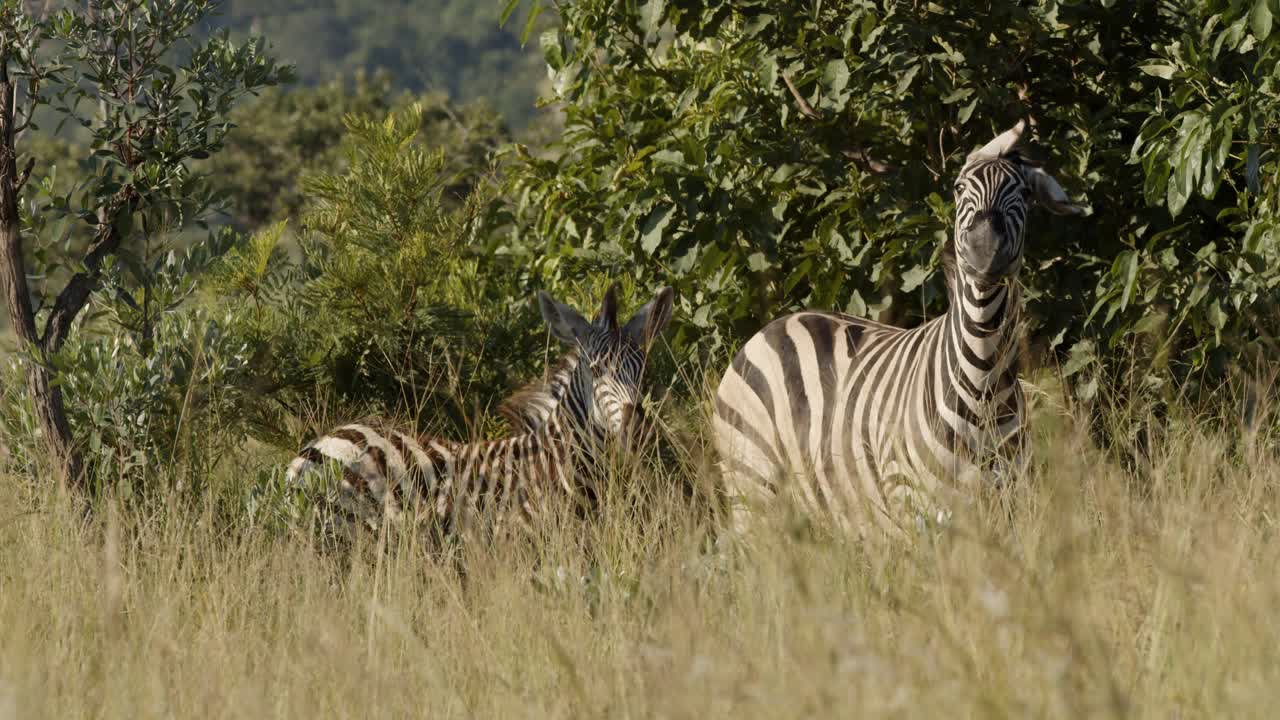Zebra giovane e adulta al rallentatore.