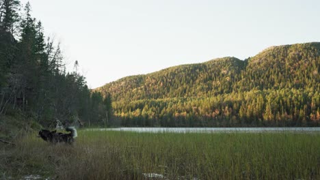 Hildremsvatnet,-Trondelag,-Norway---Dog-Emerges-from-the-Freshwater-Marshes---Static-Shot