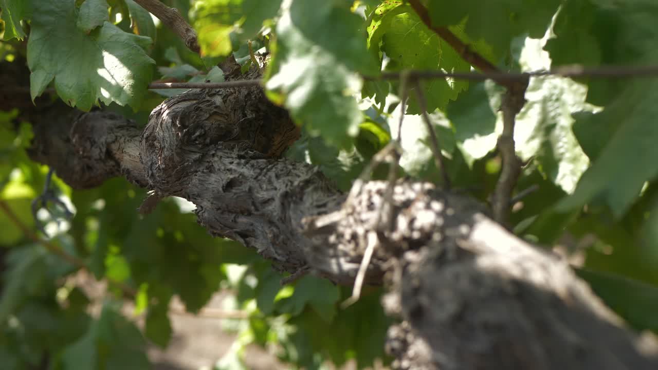 Closeup of grape cordon of a grapevine's trunk