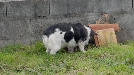 Cute-Dog-Burying-An-Object-Next-To-A-Wall-And-Orange-Tiles-In-The-Backyard